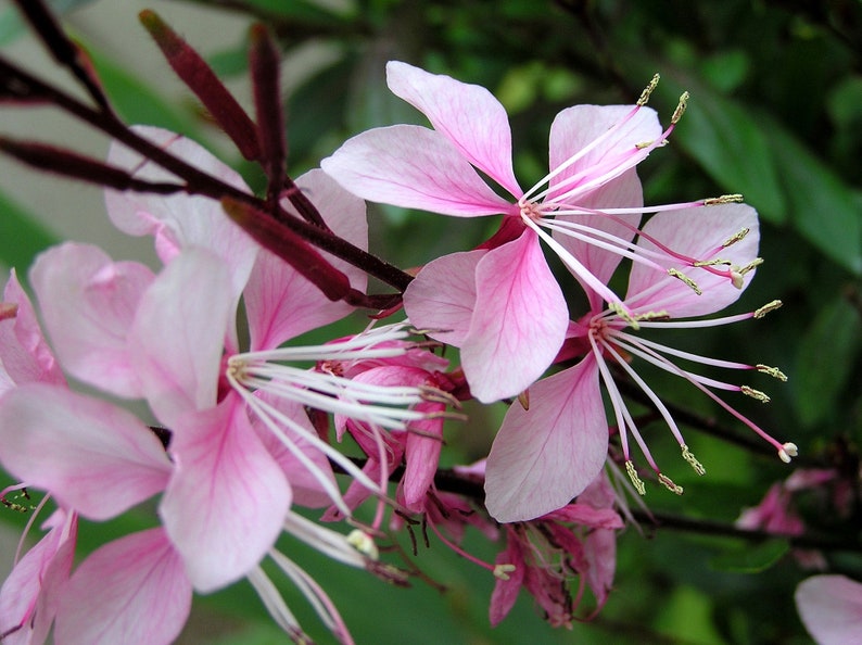 May include: Close-up of pink flowers with white centers and long, thin petals. The flowers are blooming on a branch with dark red stems.