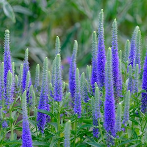 Veronica Flower Seeds, Speedwell Seeds, Veronica spicata, Blue Boquet