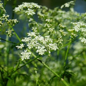 Cumin seeds, herb seeds, organic herb seeds