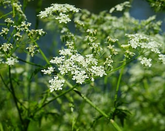 Cumin seeds, herb seeds, organic herb seeds