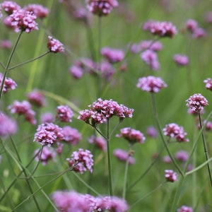 Purpletop Verbena Seeds, Verbena Seeds, Vervain Seeds, Flower Seeds