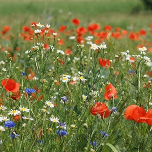 May include: A field of wildflowers with red poppies, white daisies, and blue cornflowers.