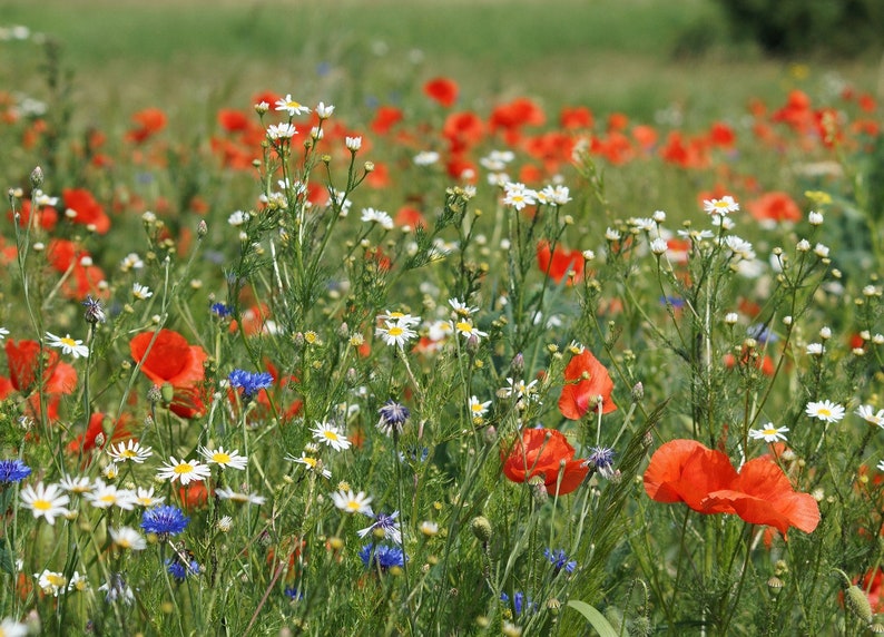 May include: A field of wildflowers with red poppies, white daisies, and blue cornflowers.