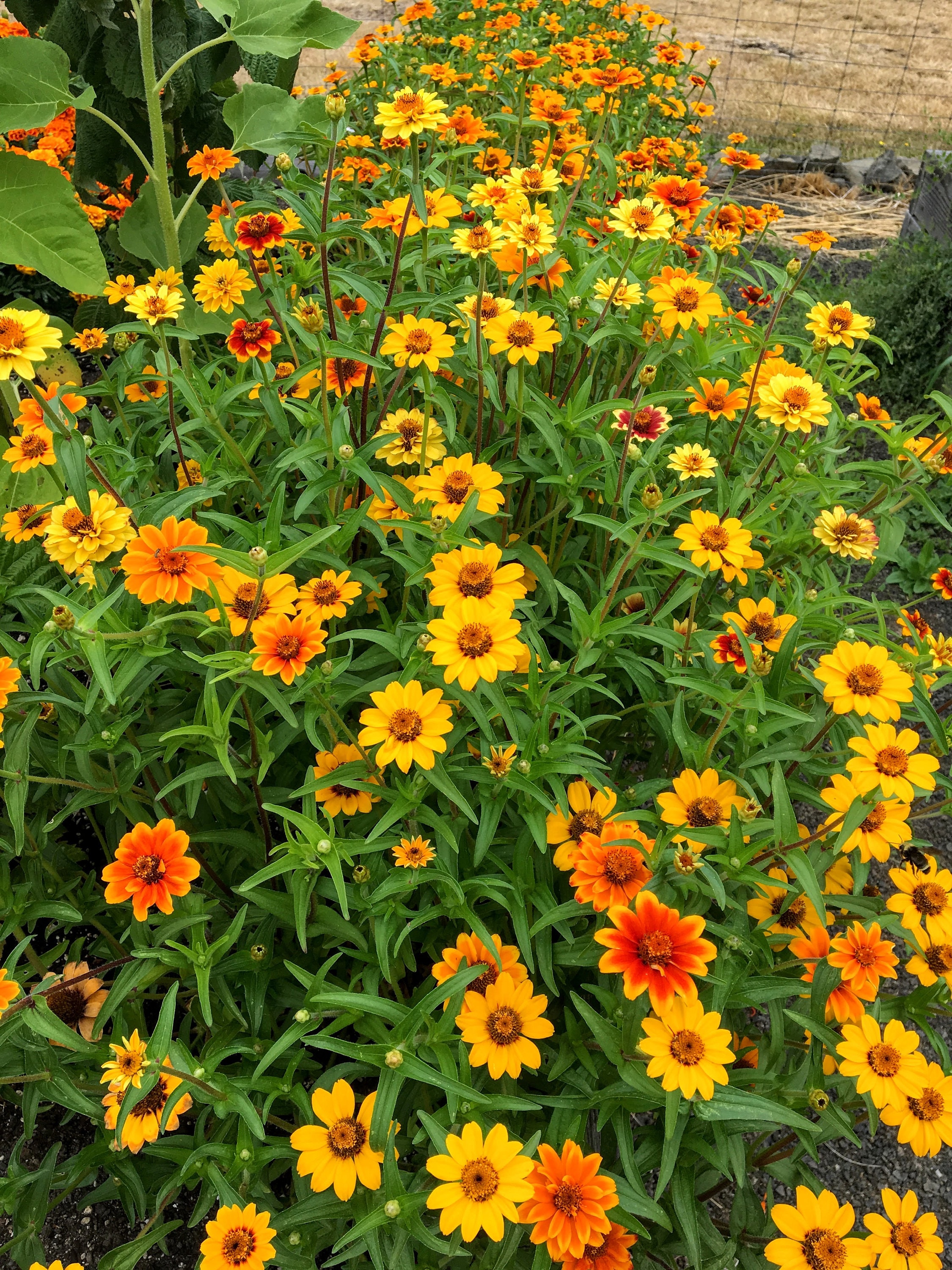 Mexican Zinnia Seeds — Decker Rd. Seeds