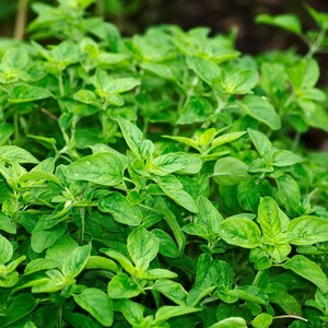 May include: A close-up of a lush green patch of oregano growing in a garden. The leaves are vibrant and healthy, with a slightly textured surface.