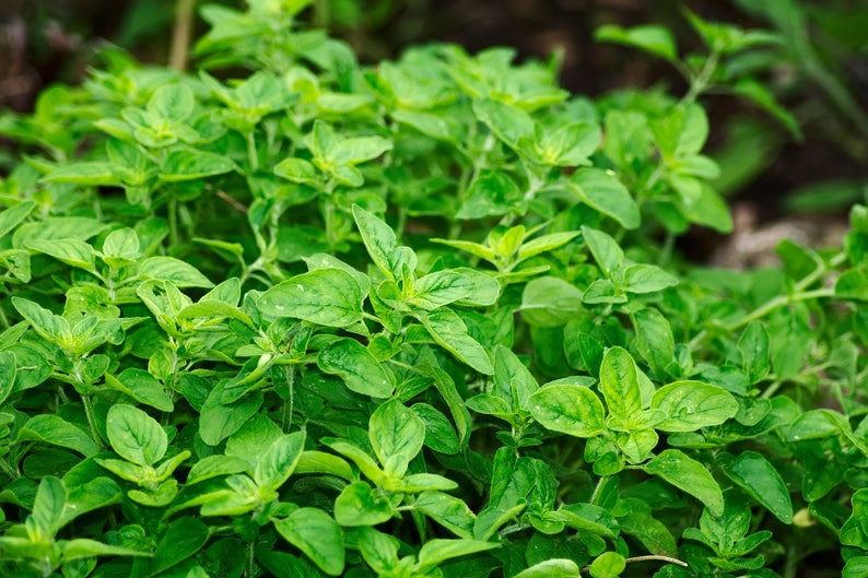 May include: A close-up of a lush green patch of oregano growing in a garden. The leaves are vibrant and healthy, with a slightly textured surface.