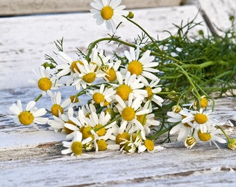Chamomile Herb Seeds, Herb Garden, Herb Seeds, Herbal Tea, Chamomile Seeds, Drought Tolerant, Organic Herb Seeds