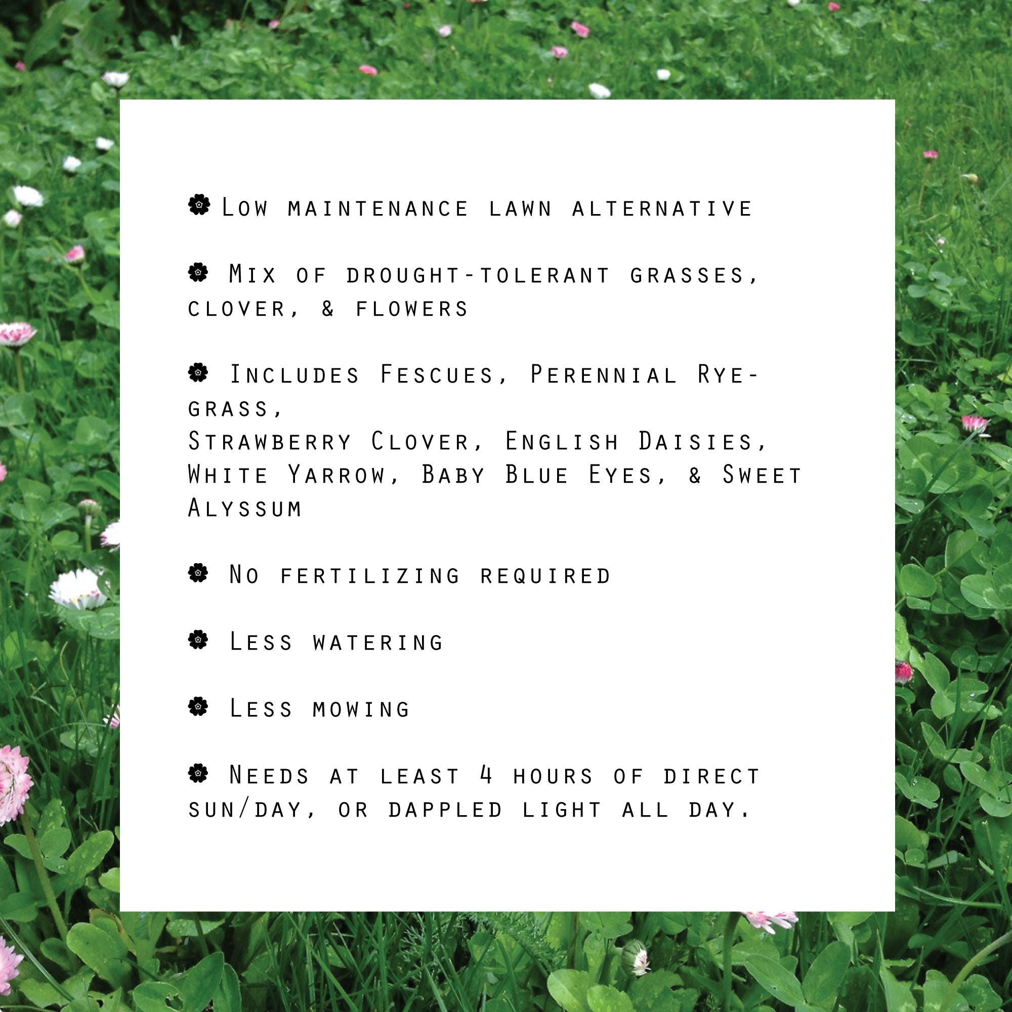 Flowering Lawn Seed Mix - Eco-Friendly, Drought Tolerant Lawn Alternative