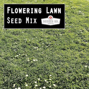 Flowering Lawn Seed - Eco Lawn, Water Wise Lawn, No Mow Lawn, Drought Tolerant Lawn, Grass Seed, Lawn Alternative