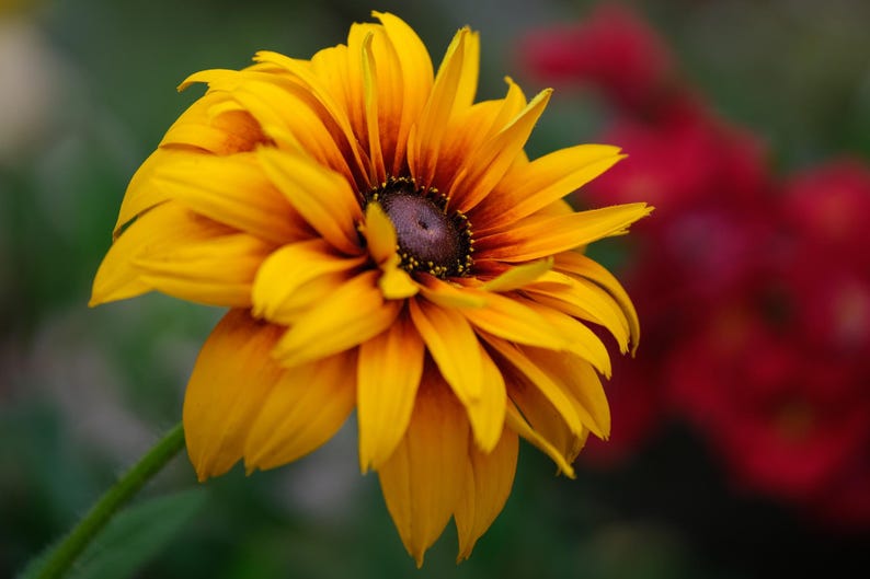 Rudbeckia Goldilocks Seeds - Thumbnail 3