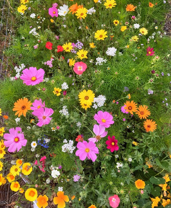 Bulk Wildflower Seed Mixes - Annual and Perennial