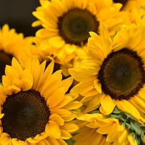 Sunflower &#39;Henry Wilde&#39; Flower Seeds, Sunflower Seeds, Flower Seeds, Helianthus Seeds, Garden Seeds, Heirloom Seeds