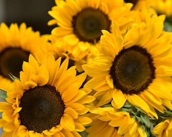 Sunflower 'Henry Wilde' Flower Seeds, Sunflower Seeds, Flower Seeds, Helianthus Seeds, Garden Seeds, Heirloom Seeds