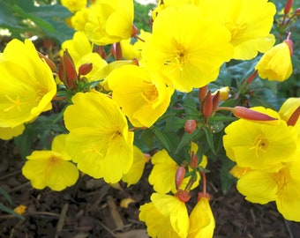 Evening Primrose Seeds, Oenothera Seeds, Primrose Seeds, Perennial Flower Seeds, Butterfly Garden Seeds, Organic Flower Seeds