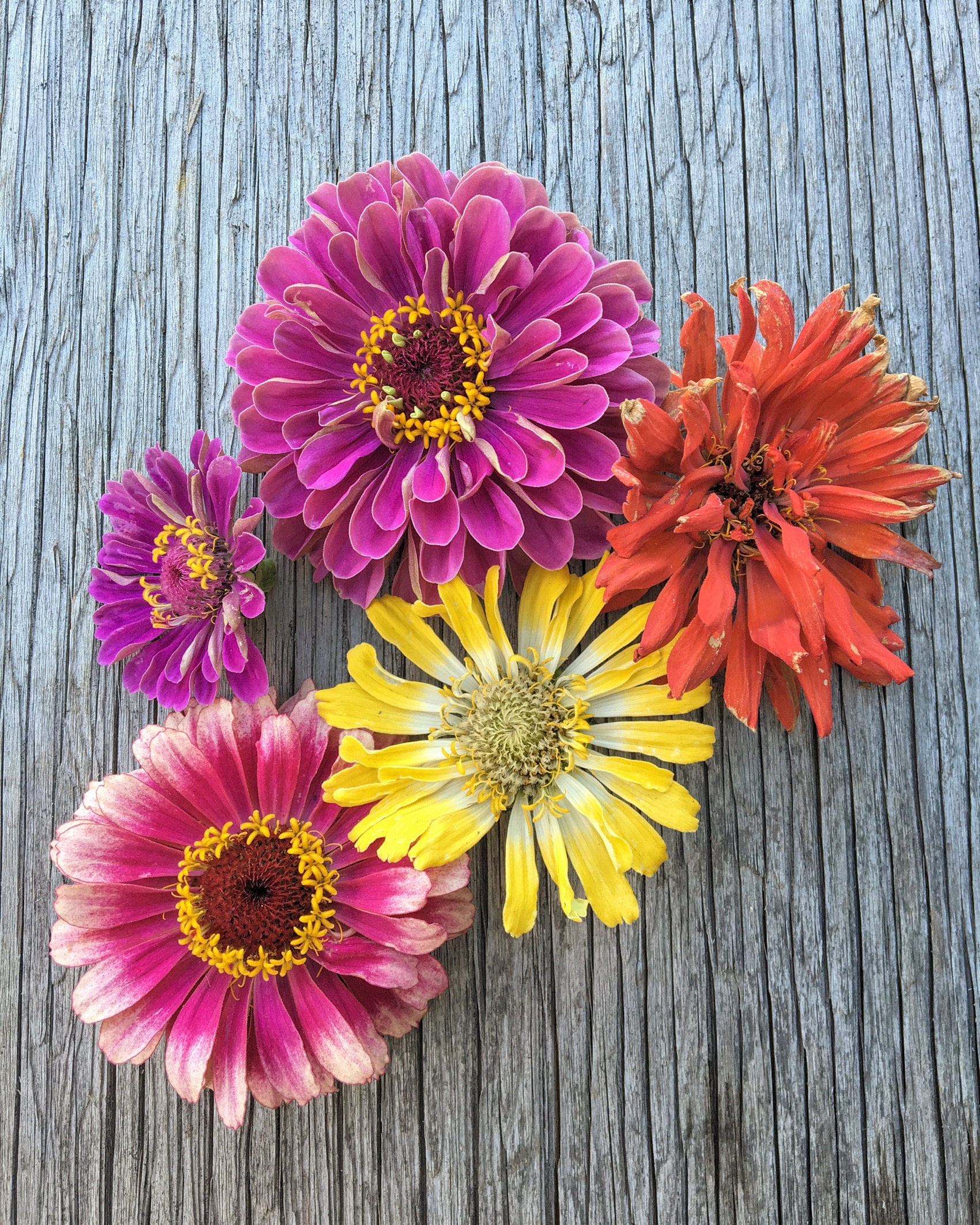 Cut Flower Garden Seed Kit — Decker Rd. Seeds