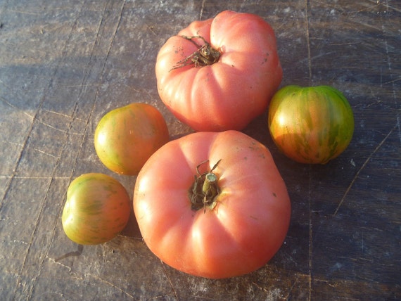 Brandywine Pink Tomato Seeds Organic, Organic Tomato Seeds, Organic  Vegetable Seeds, Pink Tomato Seeds 