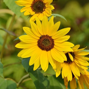 Perennial Sunflower Seeds, Maximilian Seeds, Sunflower Seeds, Annual Flower Seeds, Butterfly Garden Seeds, Helianthus Seeds