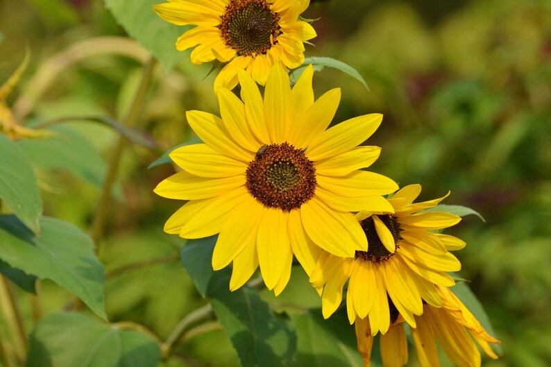 Perennial Sunflower Seeds Maximilian Seeds Sunflower Seeds Etsy