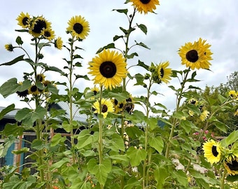 Sunflower Seeds 'Moonshine', Sunflower Seeds, Flower Seeds, Helianthus Seeds, Garden Seeds