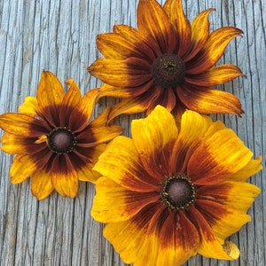 Gloriosa Daisy Seeds, Rudbeckia Seeds, Butterfly Garden Seeds, Organic Flower Seeds, Flower Seeds image 2