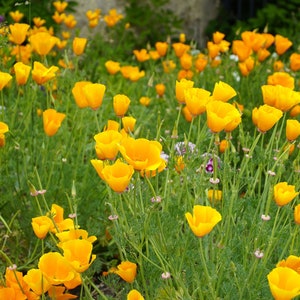 California Poppy Seeds, Poppy Seeds, Orange Poppy Seeds, Poppy Flower Seeds, Butterfly Garden Seeds, Water Wise Landscaping