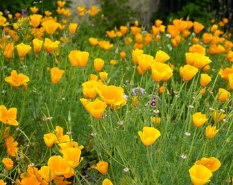 California Poppy Seeds, Poppy Seeds, Orange Poppy Seeds, Poppy Flower Seeds, Butterfly Garden Seeds, Water Wise Landscaping