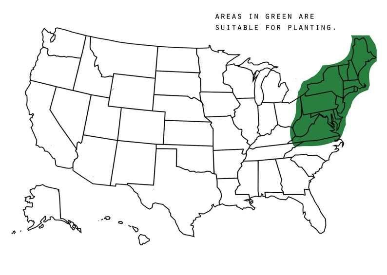 May include: A map of the United States with the areas in green representing suitable locations for planting.  "AREAS IN GREEN ARE SUITABLE FOR PLANTING." is written at the top of the map.