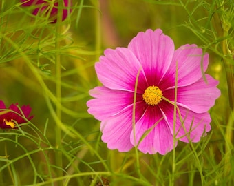 Gloria Cosmos Seeds, Cosmos Seeds, Flower Seeds, Cosmos Flower Seeds, Organic Flower Seeds, Butterfly Garden Seeds, Water Wise Seeds