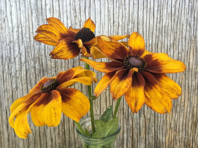 Gloriosa Daisy Seeds, Rudbeckia Seeds, Butterfly Garden Seeds, Organic Flower Seeds, Flower Seeds image 1