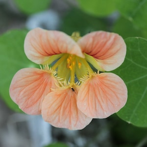 Nasturtium Seeds &#39;Peach Melba&#39;, Nasturtium Seeds, Flower Seeds, Organic Flower Seeds, Butterfly Garden Seeds