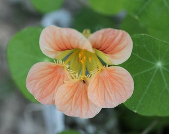 Nasturtium Seeds 'Peach Melba', Flower Seeds, Organic Flower Seeds
