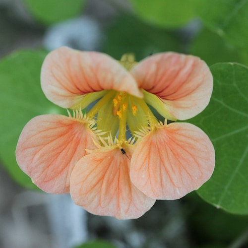 Nasturtium Seeds 'Peach Melba', Nasturtium Seeds, Flower Seeds, Organic Flower Seeds, Butterfly Garden Seeds