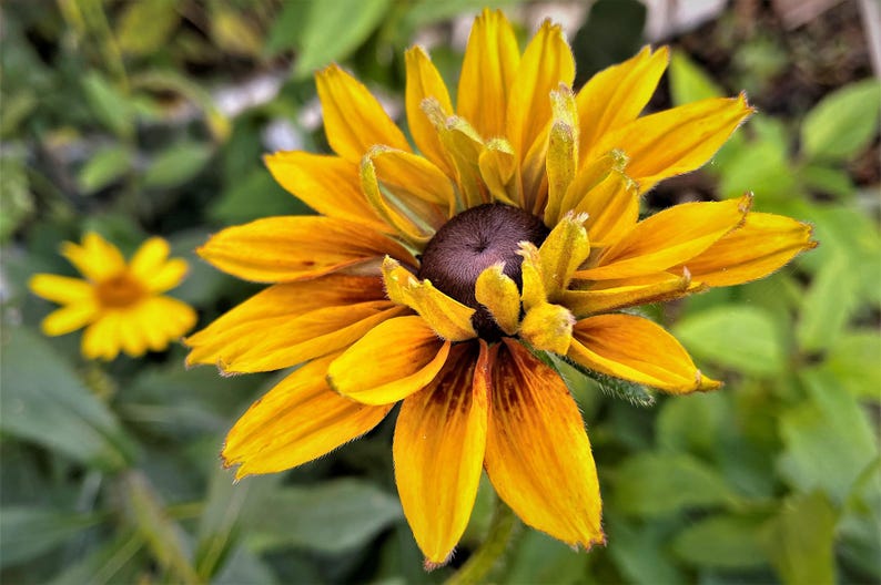 Rudbeckia Goldilocks Seeds - Thumbnail 2