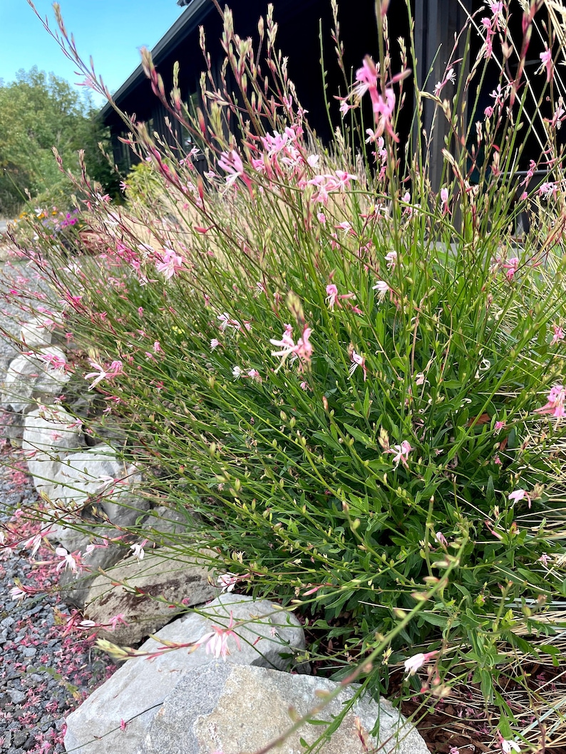 May include: A close-up of a pink flowering plant with green leaves growing in a garden setting. The plant is surrounded by rocks and gravel.