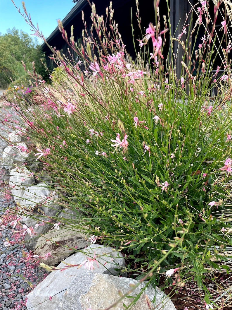 Gaura Seeds, Gaura lindheimeri Seeds, Flower Seeds, Butterfly Garden Seeds image 1