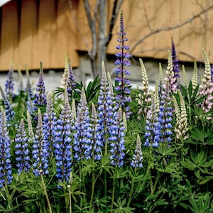 Lupine &#39;Pixie Delight&#39; Seeds, Organic Flower Seeds