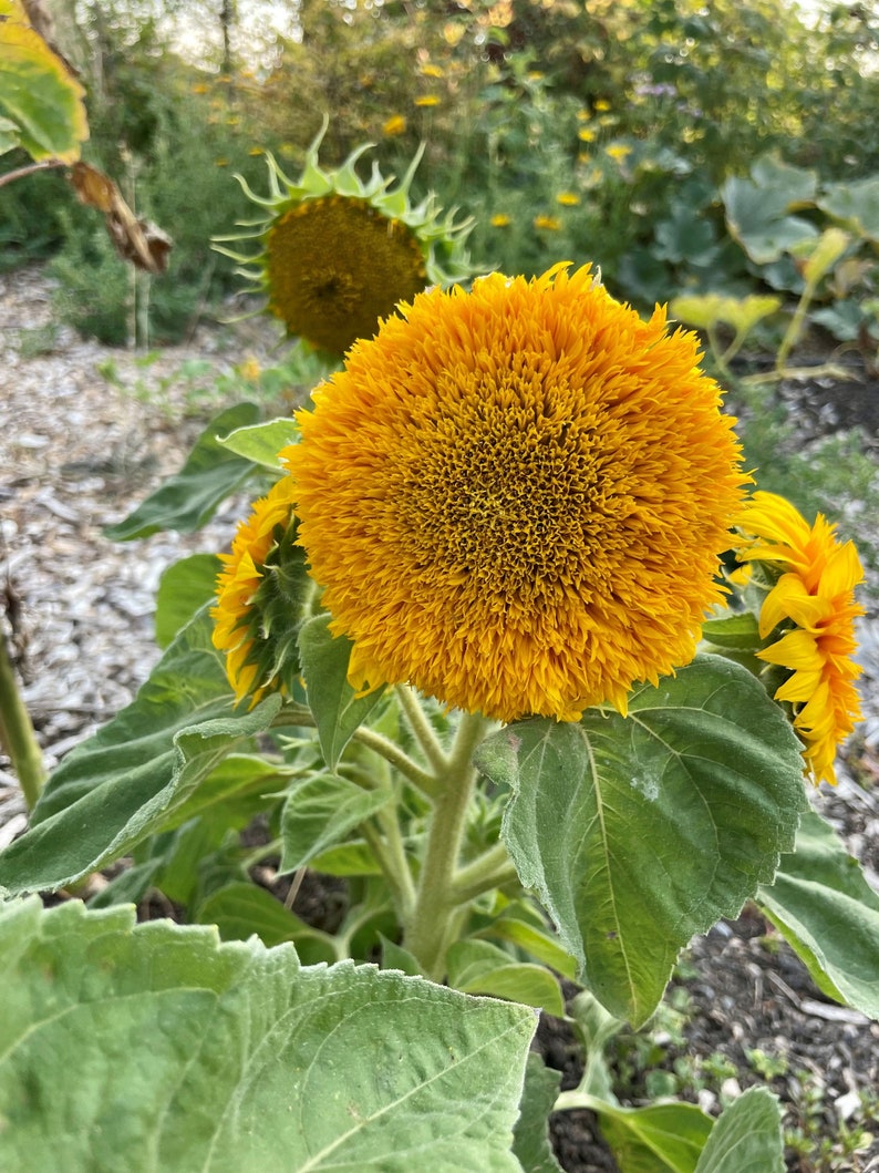 Teddy Bear Sunflower Seeds Sunflower Seeds Flower Seeds Etsy