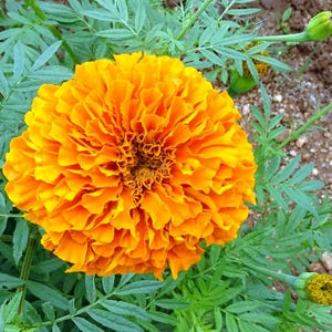 Marigold &#39;Crackerjack&#39; Flower Seeds, Marigold Seeds, Heirloom Flower Seeds