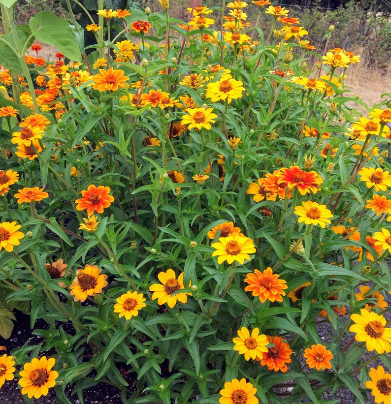 Mexican Zinnia Seeds Persian Carpet Zinnia Seeds Flower Etsy