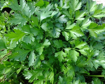 Parsley Herb Seeds - Italian Flat Leaf Parsley Seeds, Parsley Seeds, Herb Garden Seeds