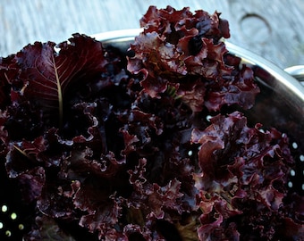 Lollo Rossa Lettuce Seeds, Organic Lettuce Seeds, Red Lettuce Seeds