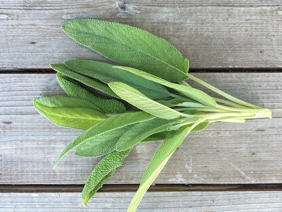 Garden Sage Seeds, Herb Garden, Herb Seeds, Organic Sage Seeds, Herb Garden Seeds, Kitchen Garden, Drought Tolerant, Organic Herb Seeds