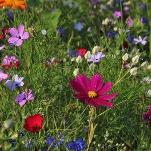 Midwest Wildflower Seeds 1 oz., 4 oz., 8 oz., wildflower seeds, flower seeds, organic wildflower seeds, bulk wildflower seeds, image 8