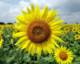 Lemon Queen Sunflower Seeds, Sunflower Seeds, Flower Seeds, Helianthus Seeds, Garden Seeds