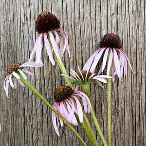 Herbal Tea Garden Seed Kit image 9