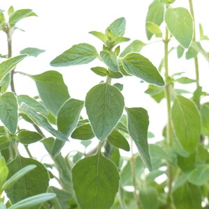 May include: Close-up of a green oregano plant with lush leaves. The plant is in focus, while the background is blurred.