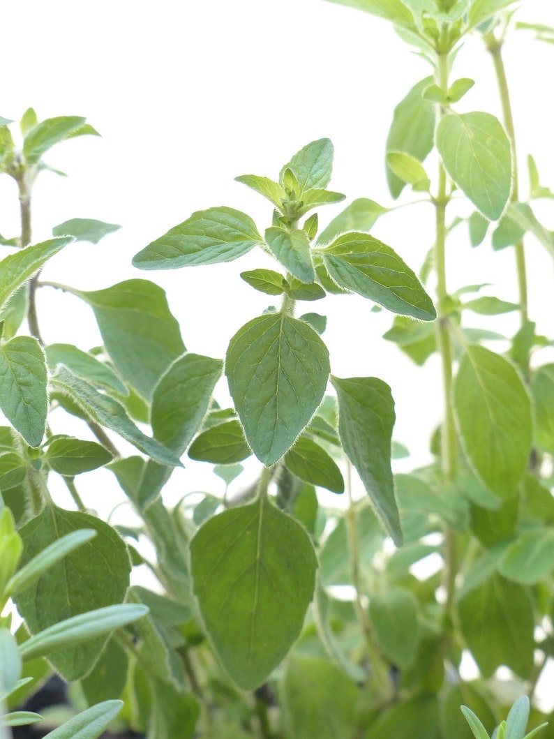 May include: Close-up of a green oregano plant with lush leaves. The plant is in focus, while the background is blurred.