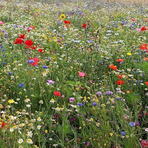 Dryland Wildflower Seeds, wildflower seeds, drought tolerant wildflowers, bulk wildflower seeds, wildflower mix