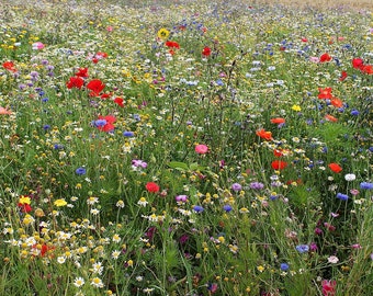 Dryland Wildflower Seeds, wildflower seeds, drought tolerant wildflowers, bulk wildflower seeds, wildflower mix