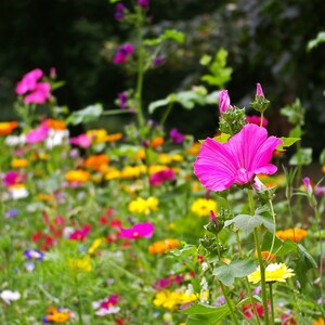 Southeast Wildflower Seed Mix